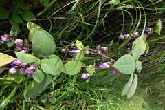 Strobilanthes heyneanus